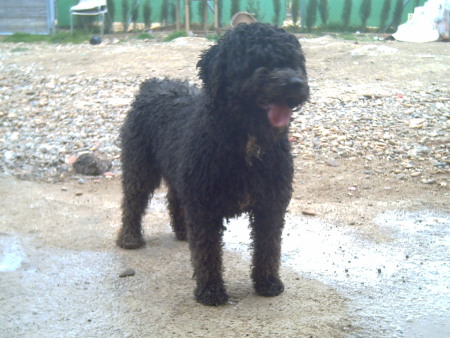 betica