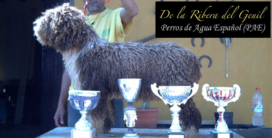 Perros de agua de la Ribera del Genil